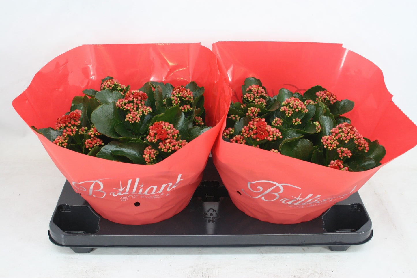 Olsthoorn & Zn BV, Tinus Kalanchoe Rubio Red Pack of 1