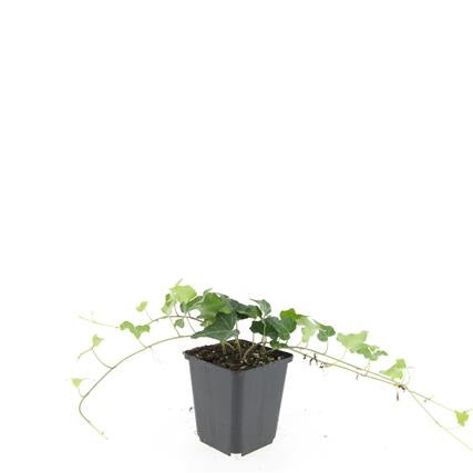Hedera helix 9cm Pot