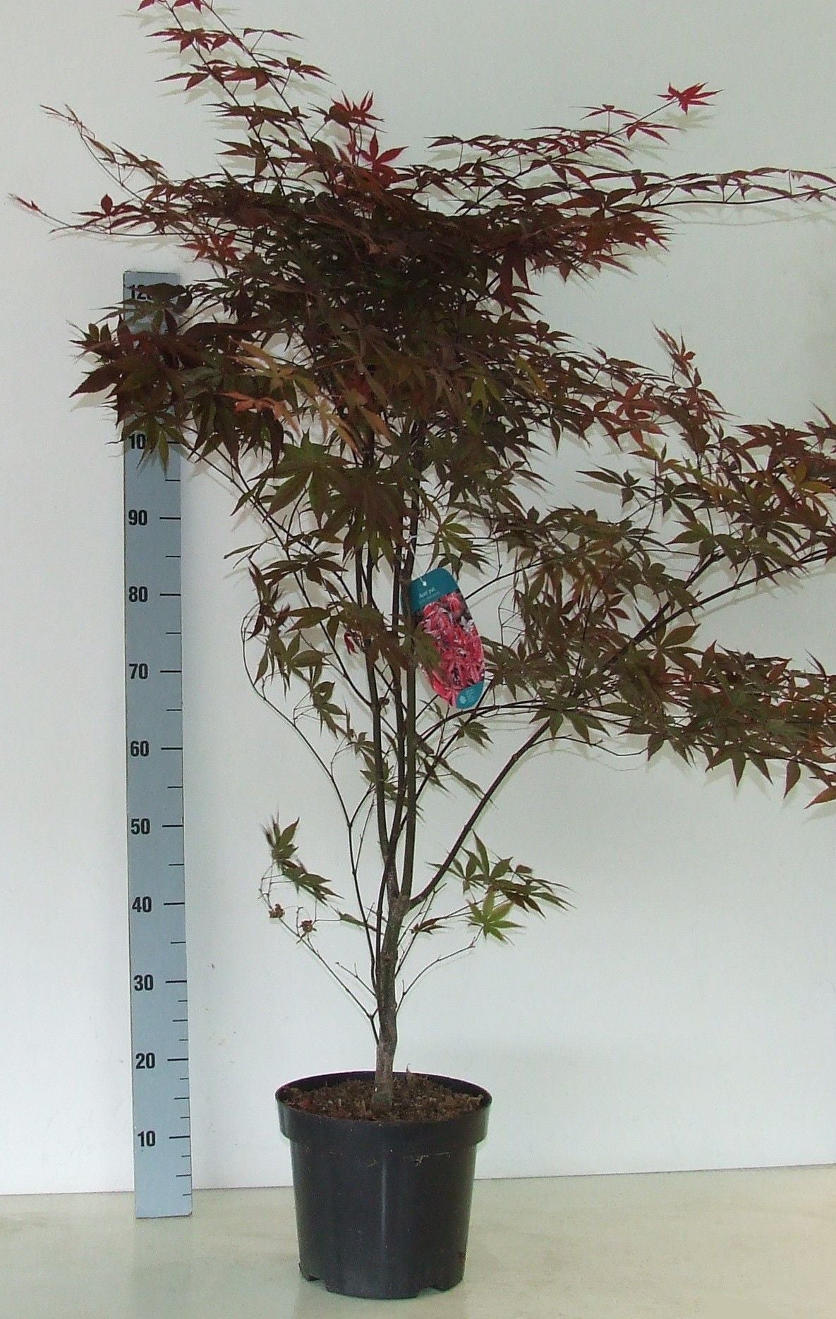 Acer Red Emperor 80cm 26cm Pot