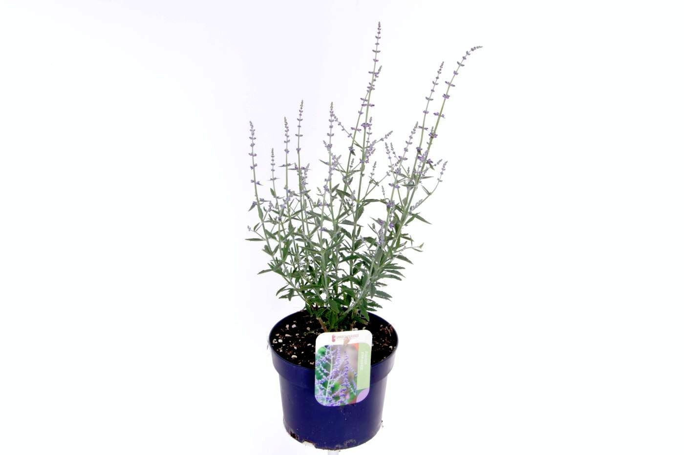 Perovskia Prime Time 55cm 17cm Pot