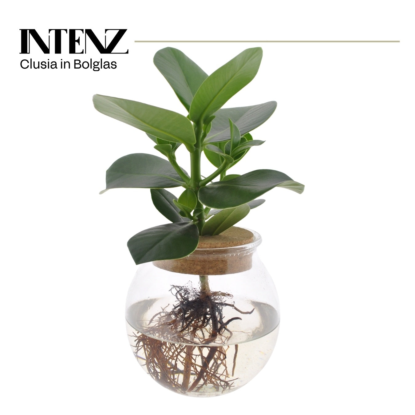 Clusia Princess 30cm 12cm Pot