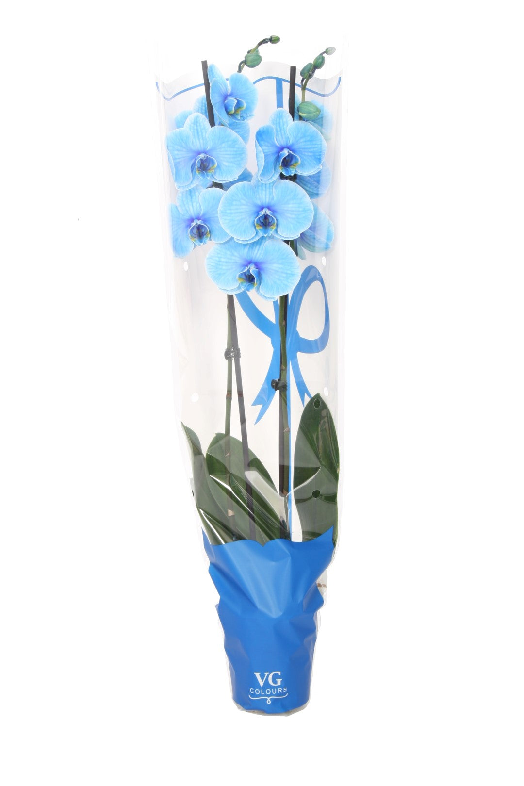 Phalaenopsis I Am Blue 55cm 12cm Pot