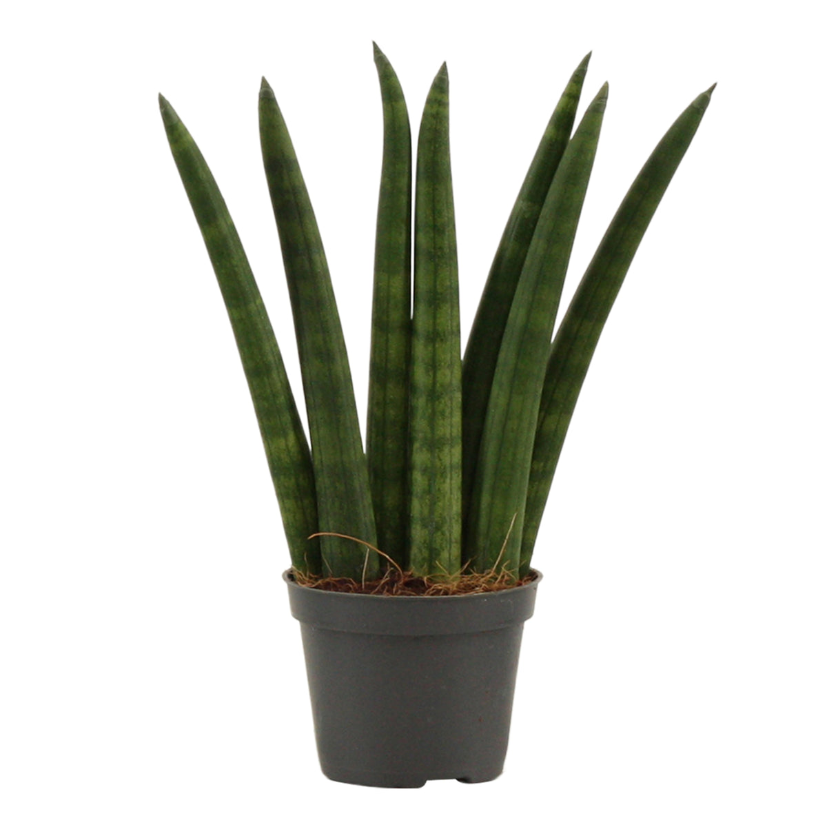 Sansevieria cylindrica 16cm 6cm Pot