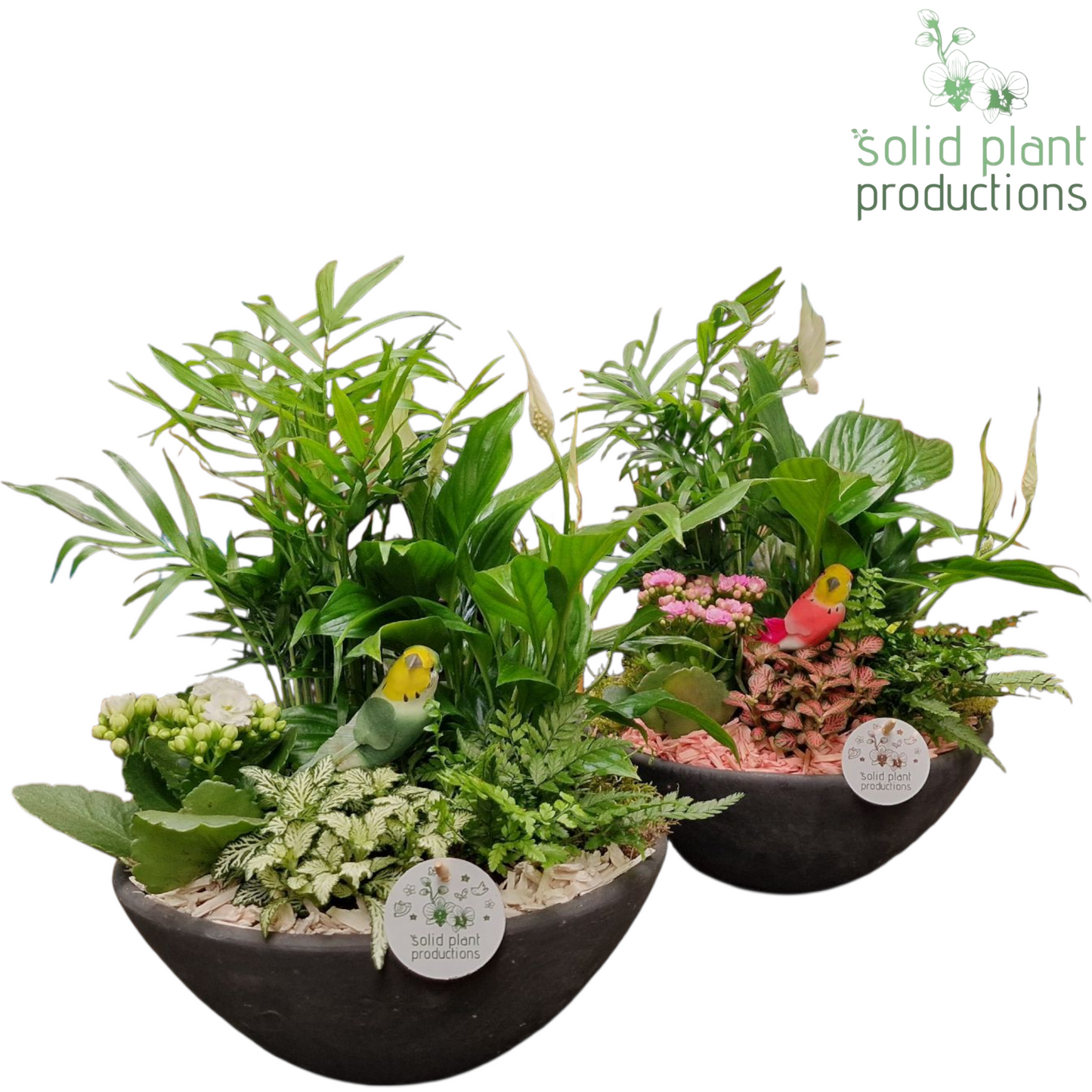 SC011 Ebbi Medium White/Pink 45cm 27cm Pot