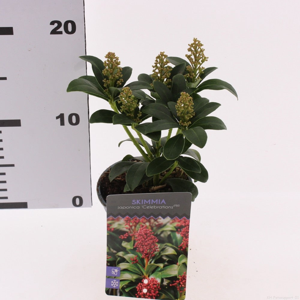 Skimmia japonica 20cm 9.5cm Pot