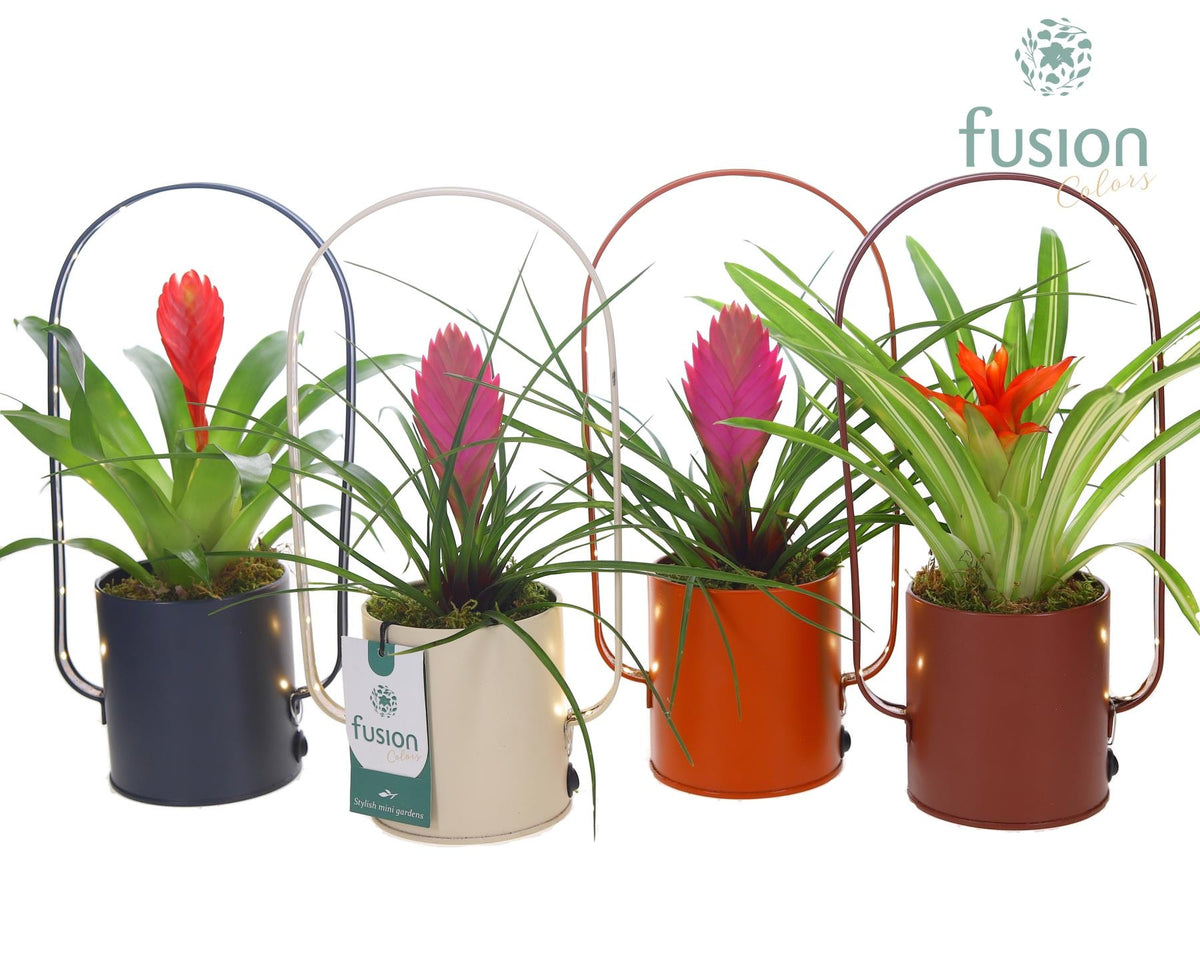 arr. Bromelia 29cm 9cm Pot