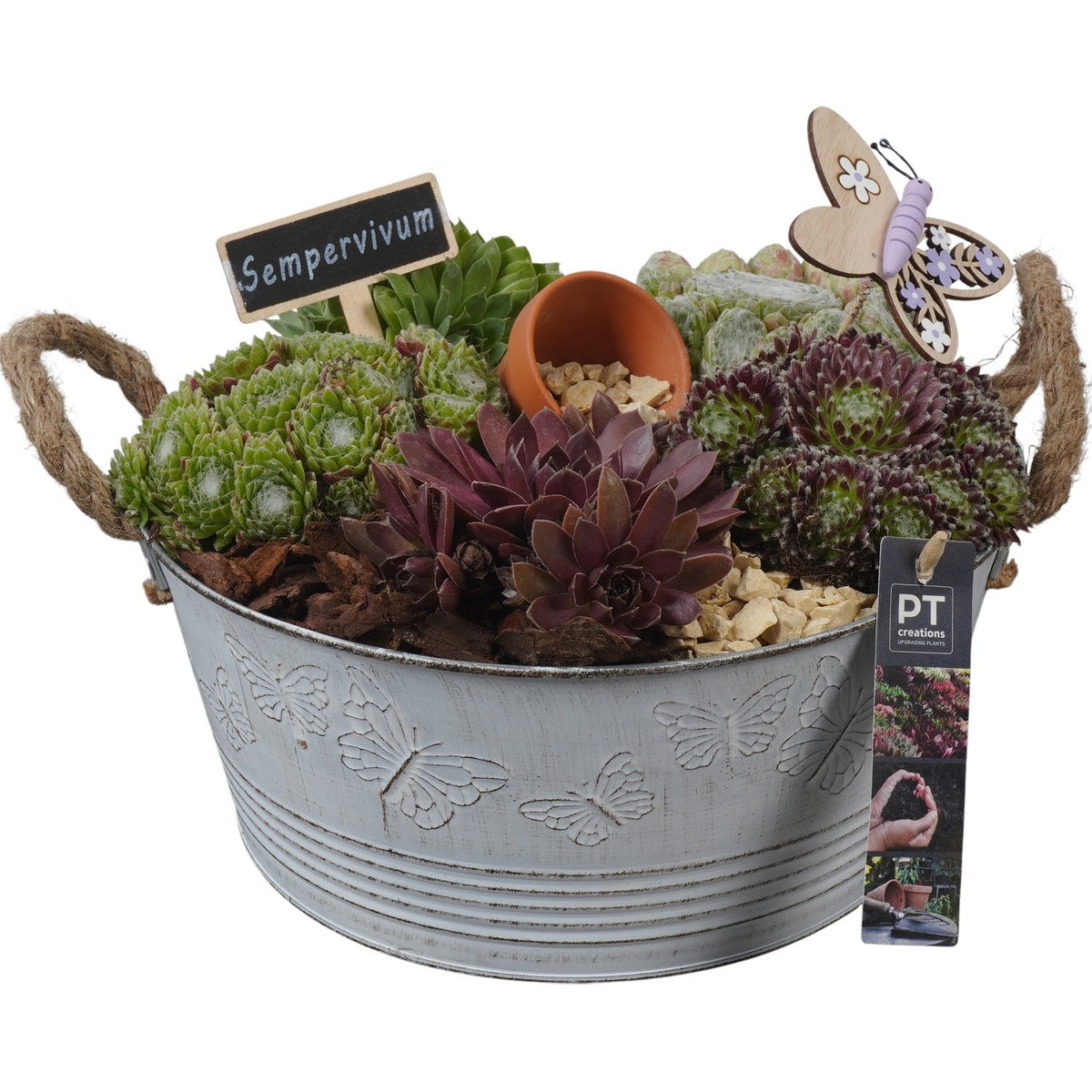 arr. Sempervivum 20cm 27cm Pot