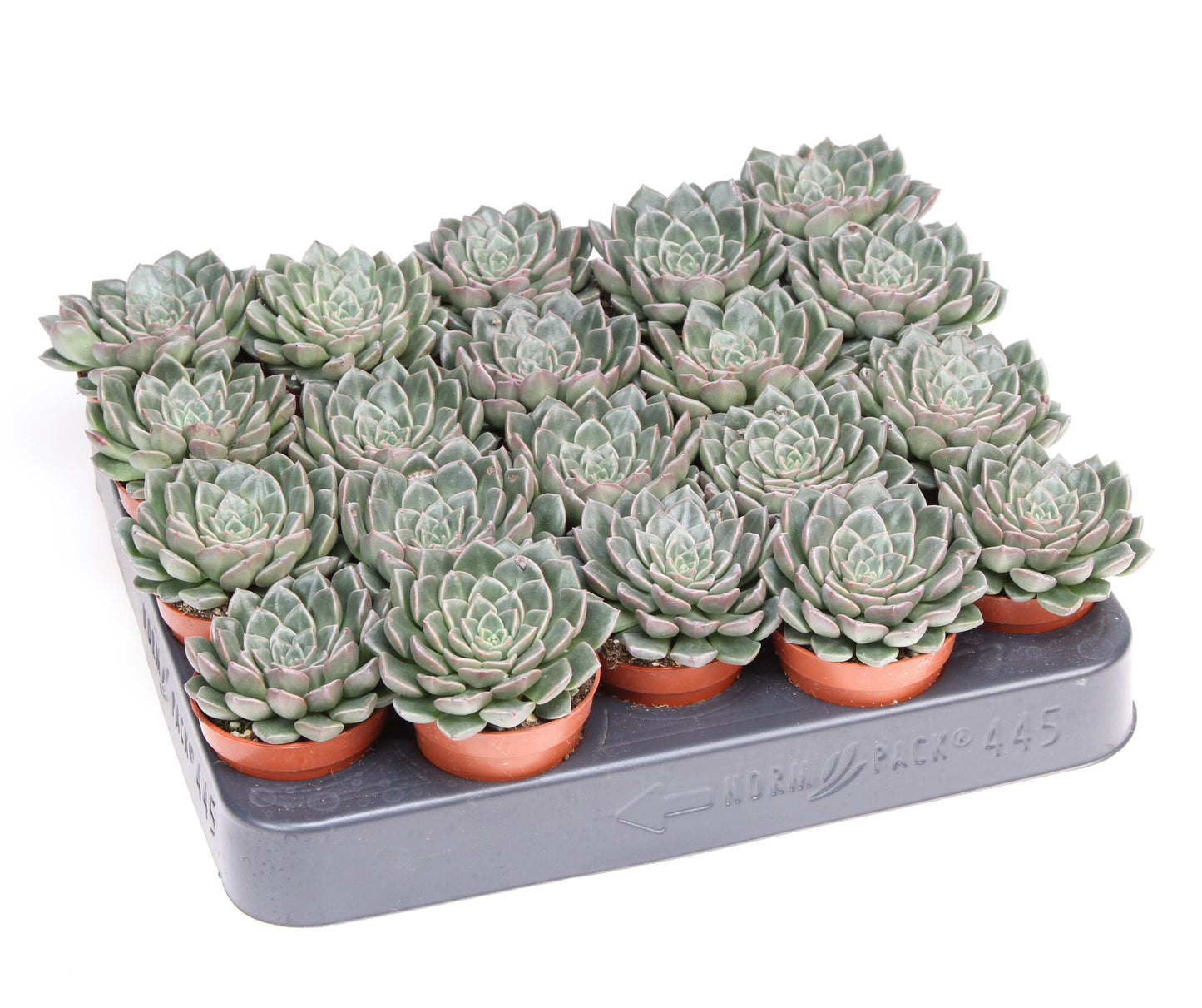 Euro Cactus Holland Bv Graptopetalum Vega Pack of 20
