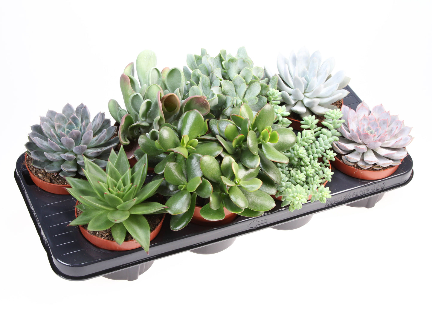 Succulenten mix 15cm 12cm Pot