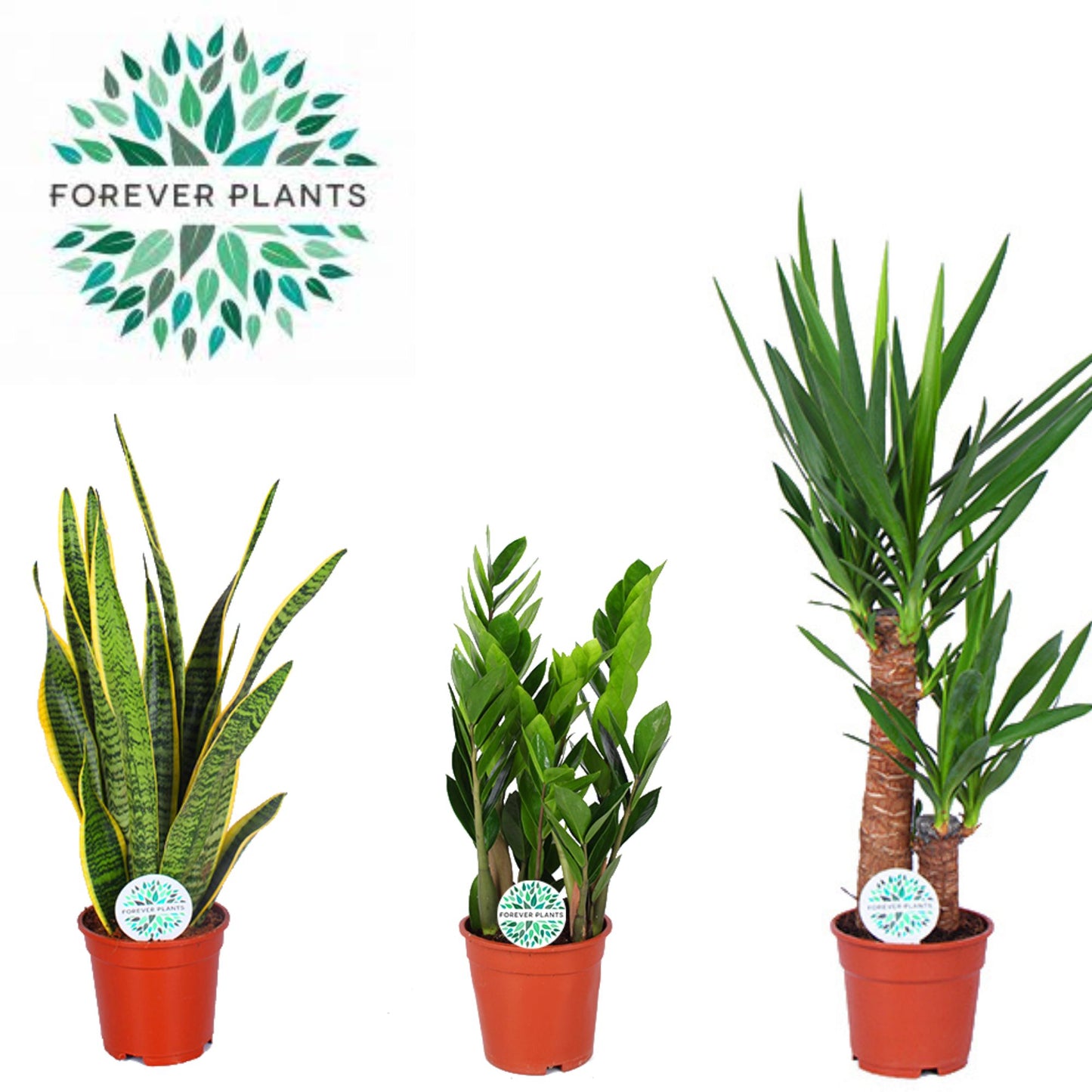 Foliage houseplants mix 60cm 17cm Pot