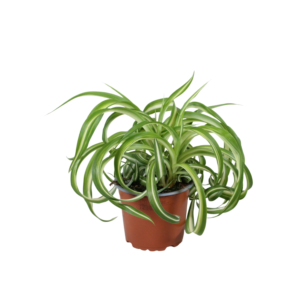Chlorophytum Bonnie 25cm 12cm Pot