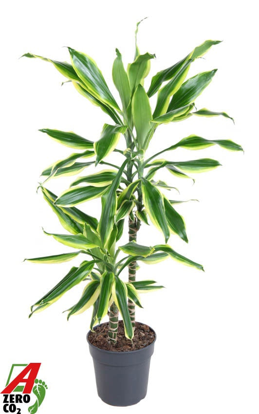 Dracaena fragrans 90cm 19cm Pot