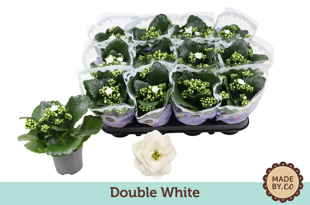 Kalanchoe double white 19cm 9cm Pot