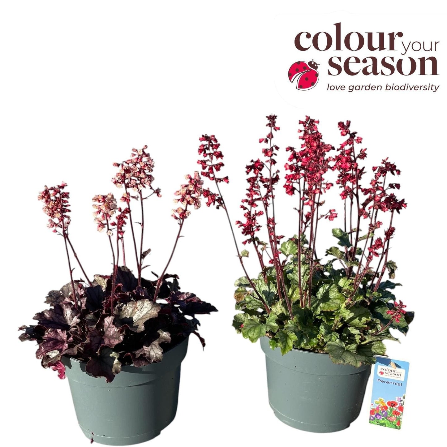 Heuchera Leaf Designs mix 50cm 19cm Pot