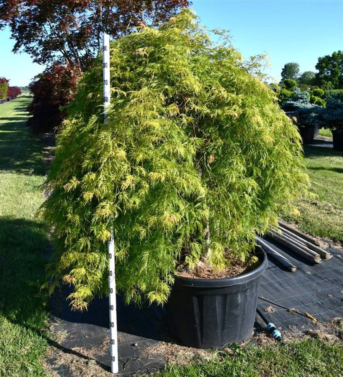 Acer palmatum 240cm 80cm Pot