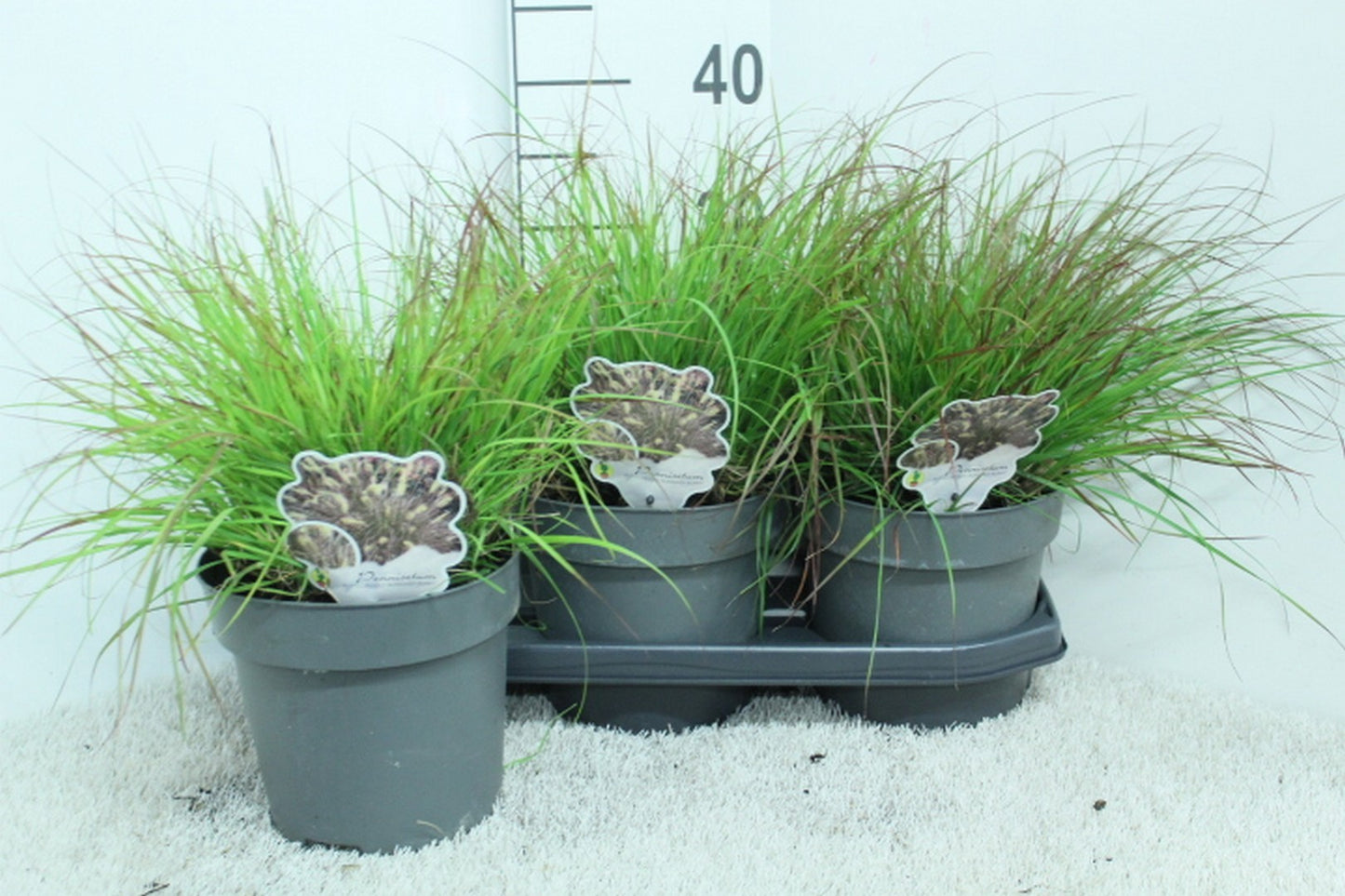 Pennisetum mix 40cm 19cm Pot