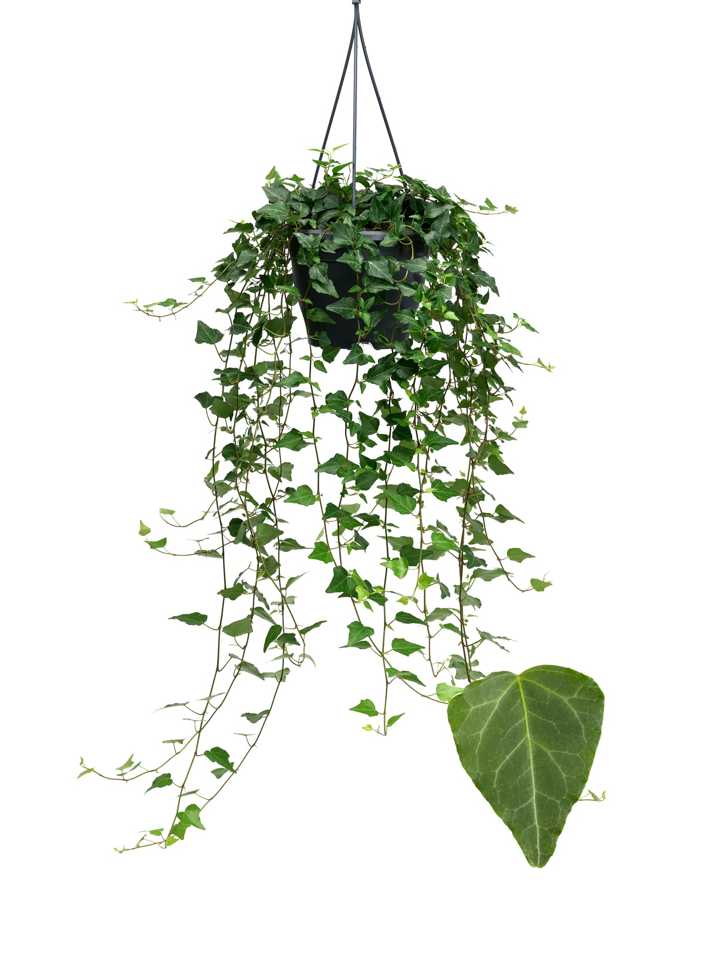 Hedera helix Wilco 19cm Pot