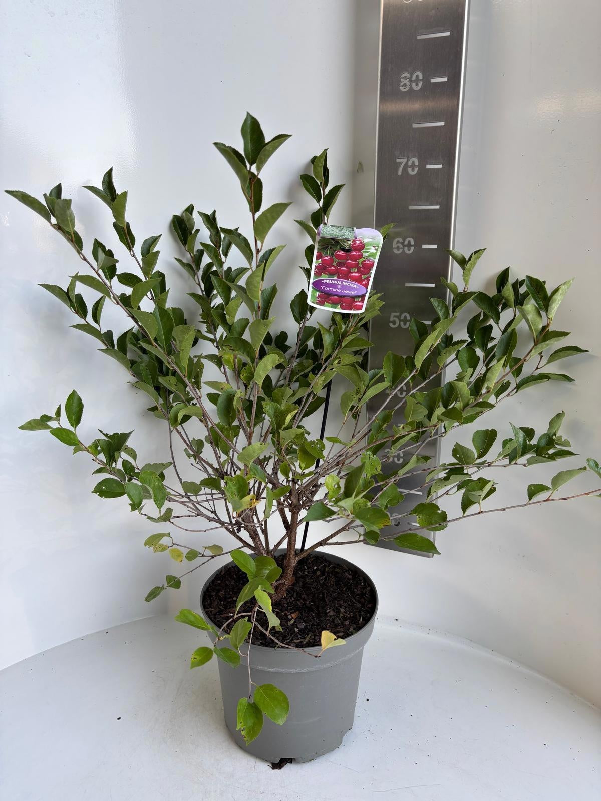 Prunus incisa 70cm 23cm Pot