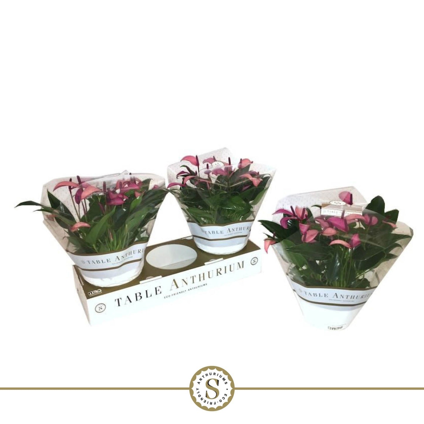 Anthurium Zizou 30cm 17cm Pot