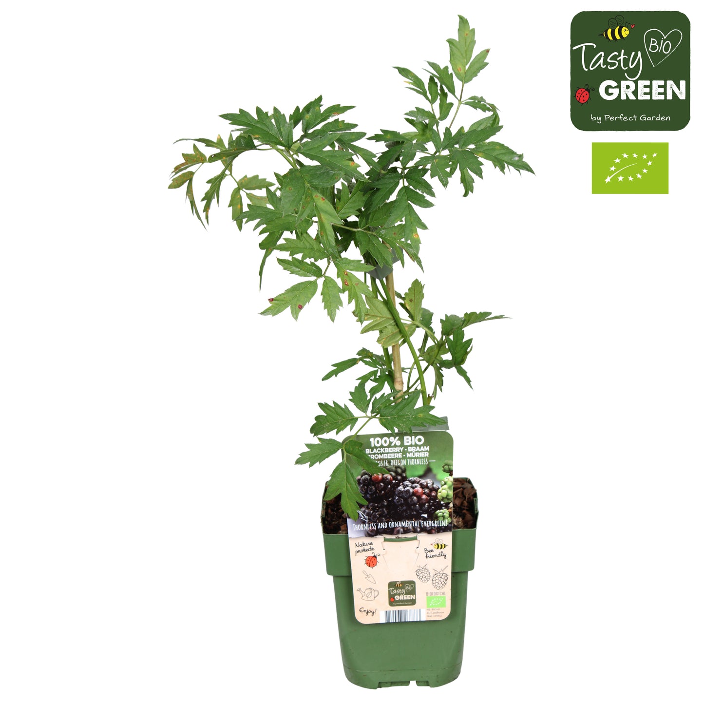 Rubus ("Blackberry") Thornless Evergreen 30cm 13cm Pot