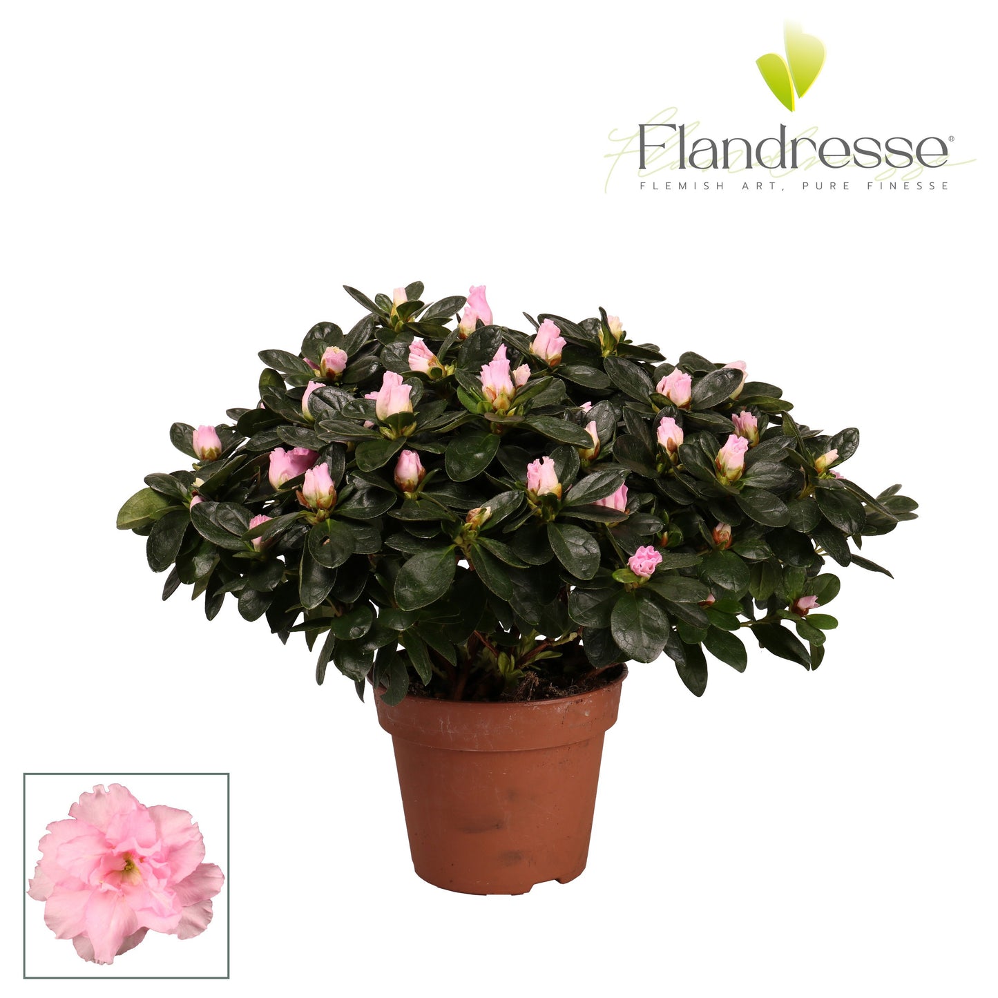 Rhododendron simsii pink 40cm 16cm Pot