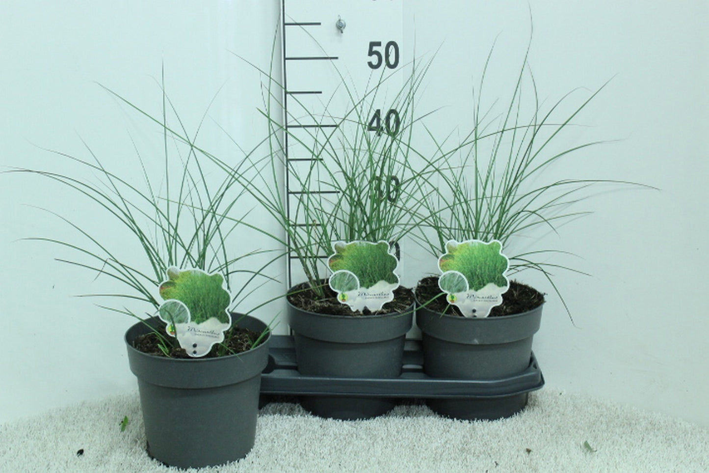 Miscanthus sin. Gracillimus 50cm 19cm Pot