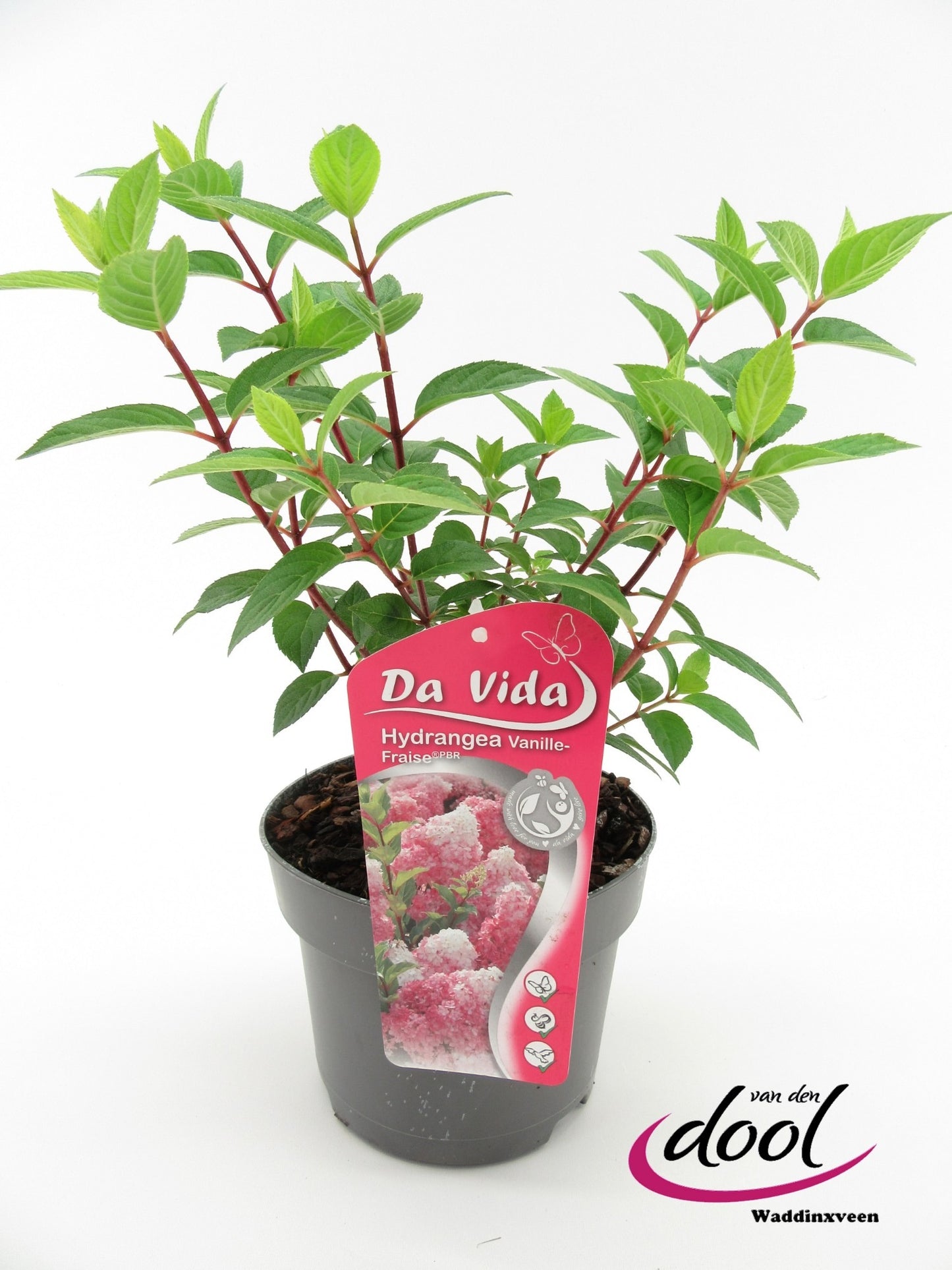 Hydrangea pan. Vanille-Frais 40cm 19cm Pot