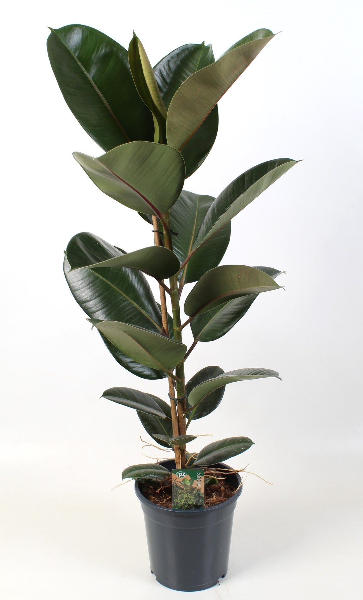 Ficus Robusta 90cm 21cm Pot