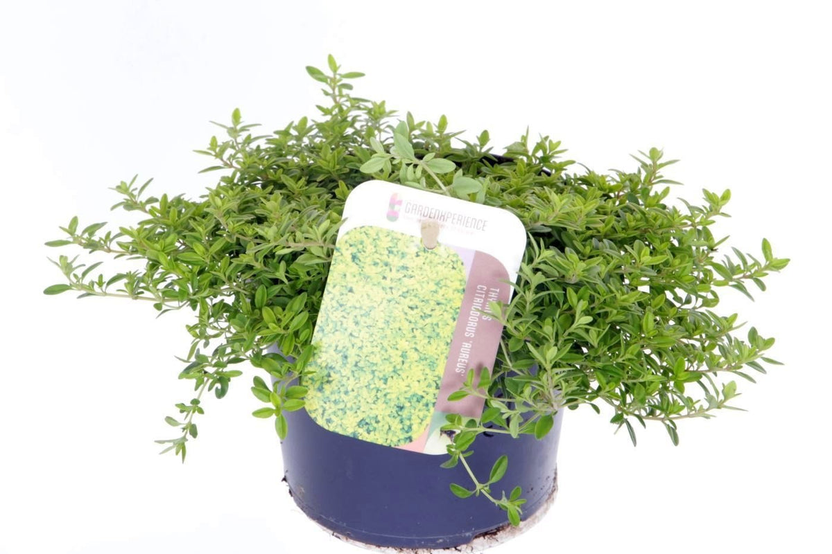 Thymus cit. Aureus 15cm 13cm Pot