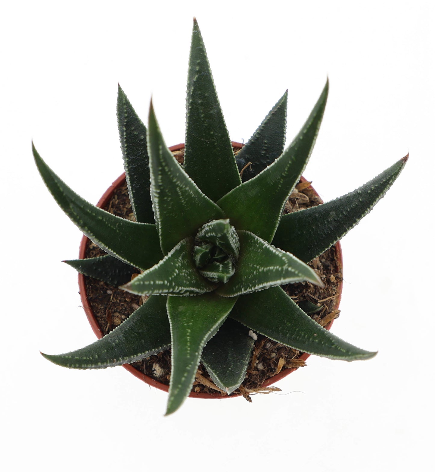 Haworthia fasciata 10cm 5.5cm Pot