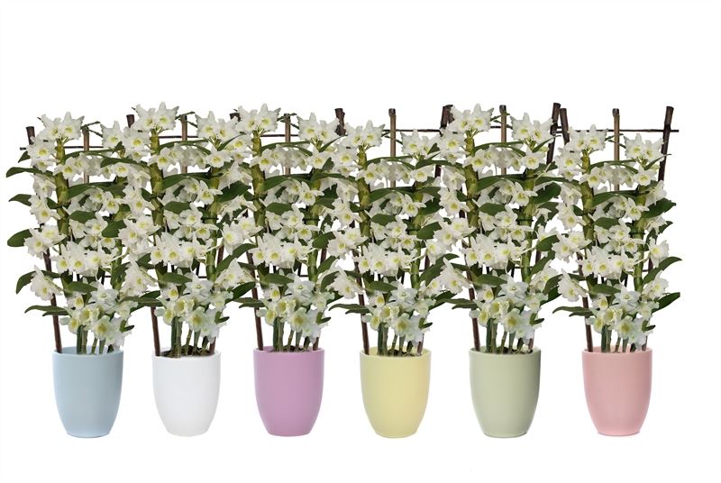 Dendrobium nobile white bow 50cm 12cm Pot