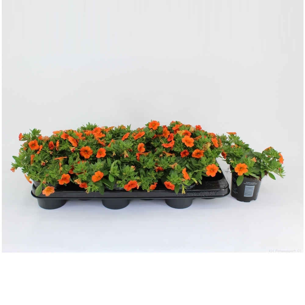Calibrachoa Minifamous Orange 20cm 510cm Pot