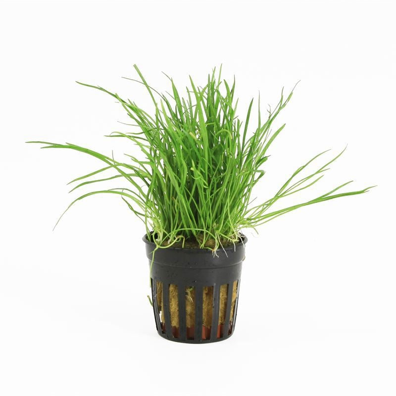 Waterplkw R. Moerings Lilaeopsis Novea-Zealandiae Pack of 6