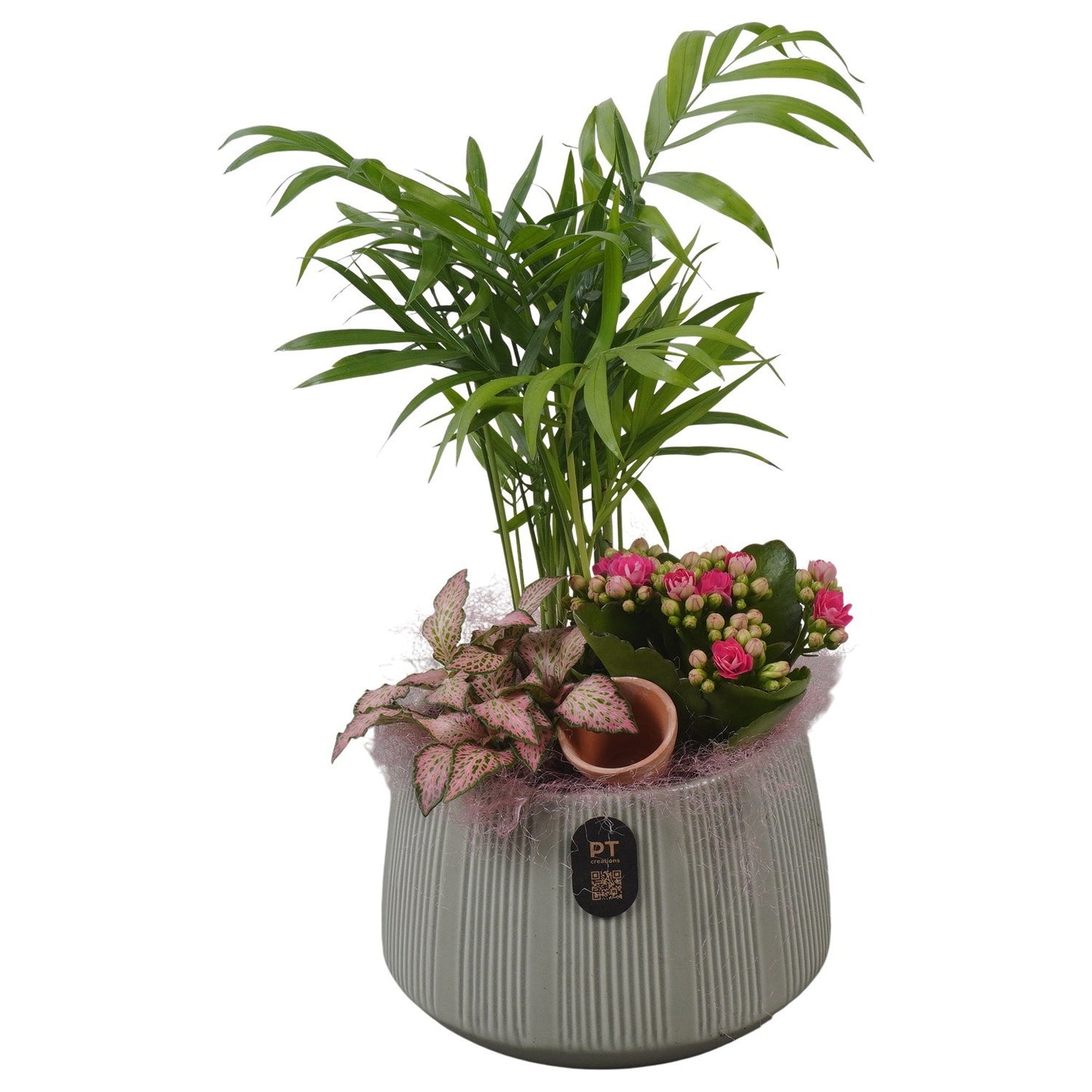 Indoor arrangement 31cm 14cm Pot