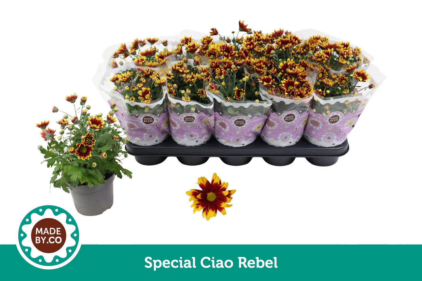 Chrysanthemum Ciao Rebel 25cm 12cm Pot
