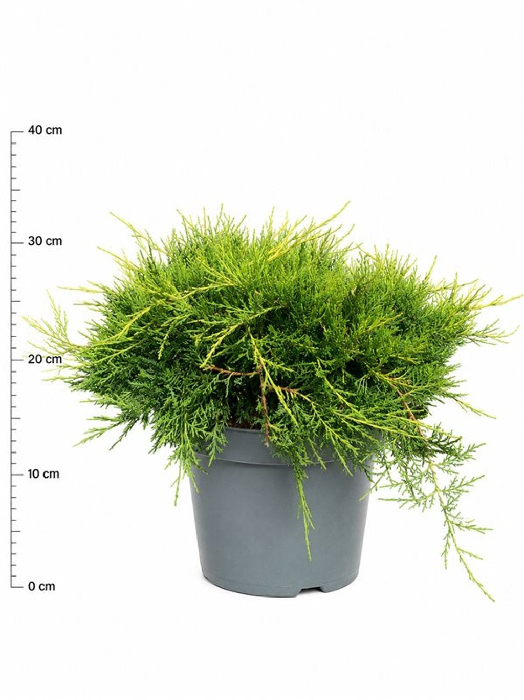Juniperus Old Gold 45cm 26cm Pot