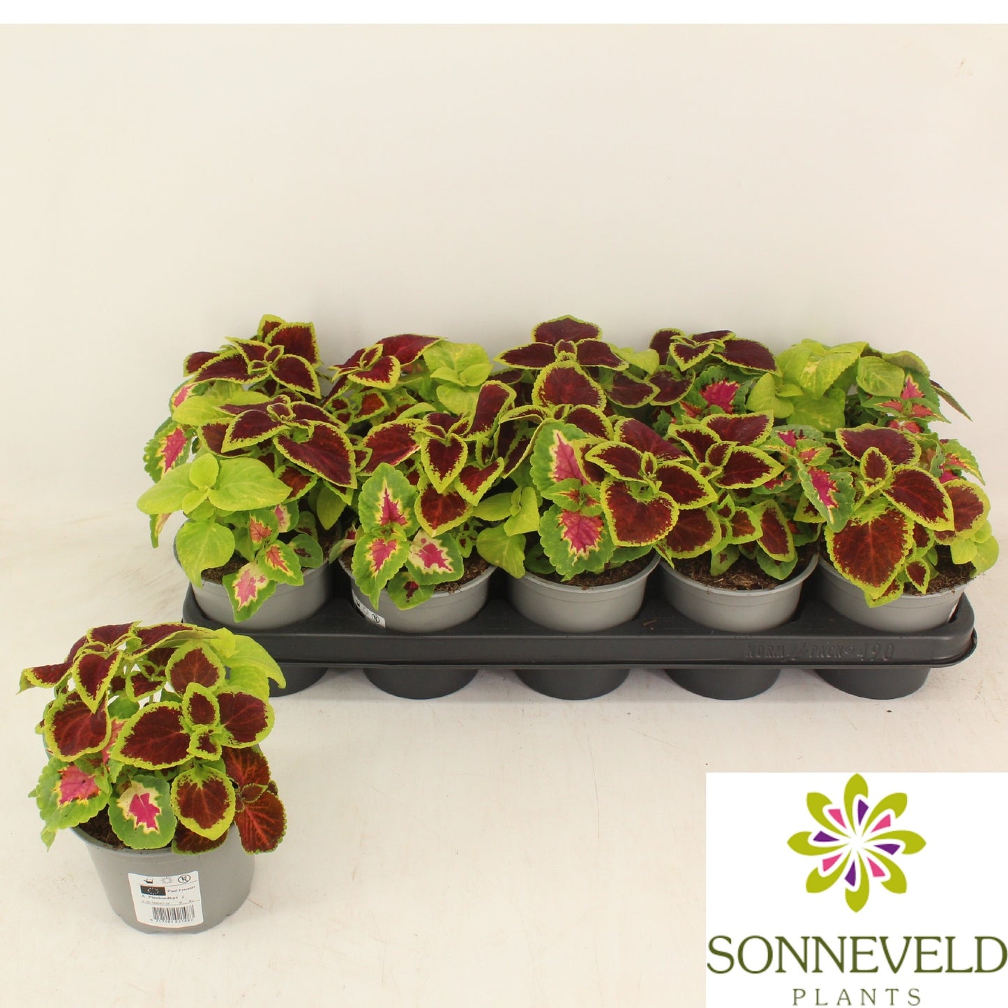 Coleus Wizard mix 20cm 12cm Pot