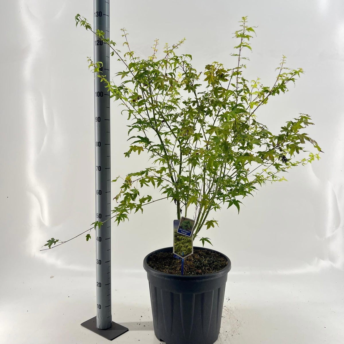 Acer Aoyagi 110cm 37cm Pot