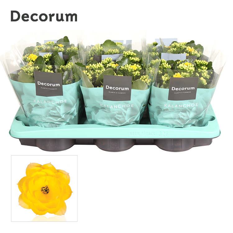 Kalanchoe Sfinx Yellow 26cm 15cm Pot