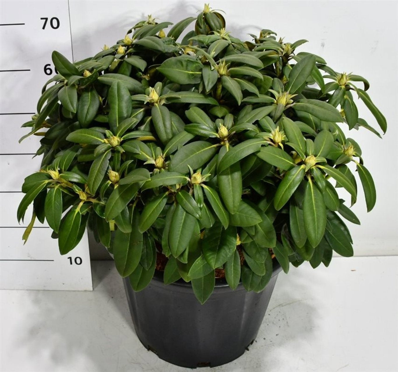 Rhododendron Anuschka 75cm 40cm Pot