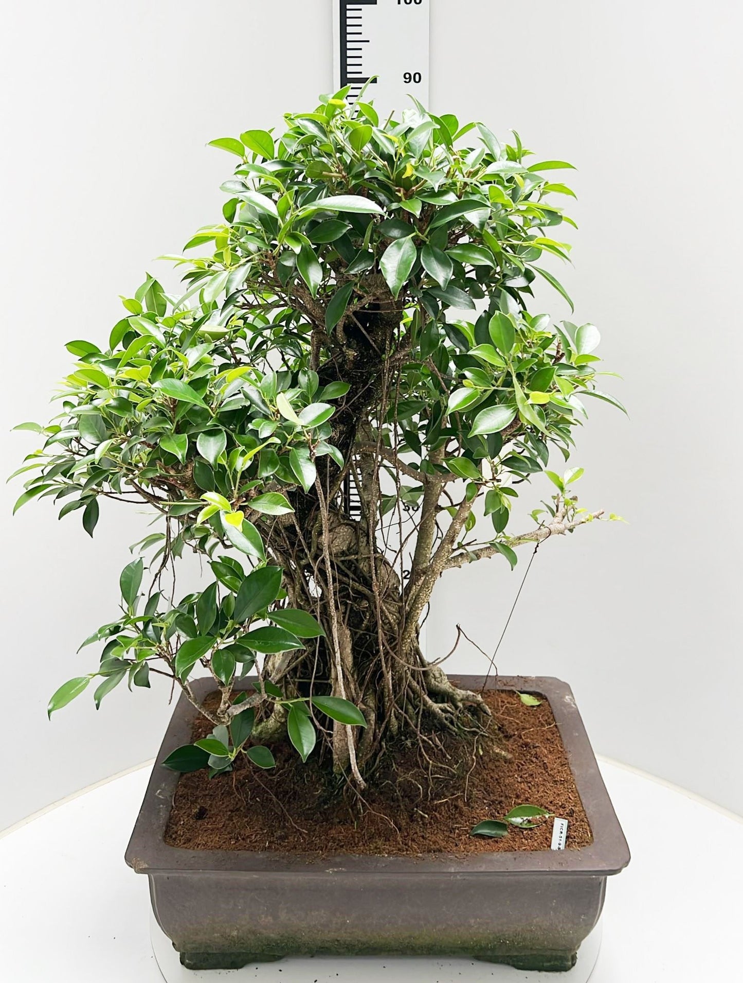 Bonsai Mix 90cm 150cm Pot