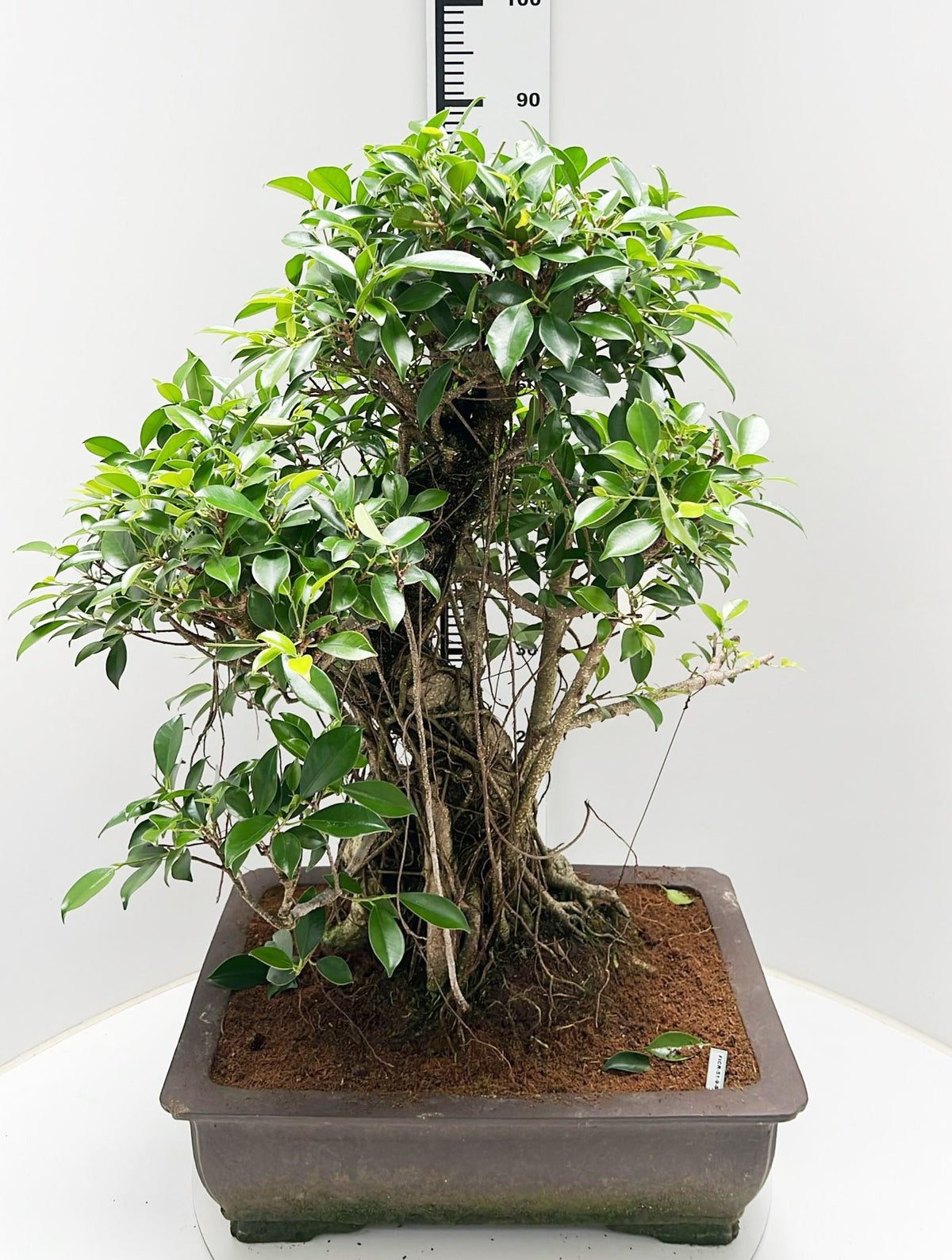 Bonsai Mix 90cm 150cm Pot