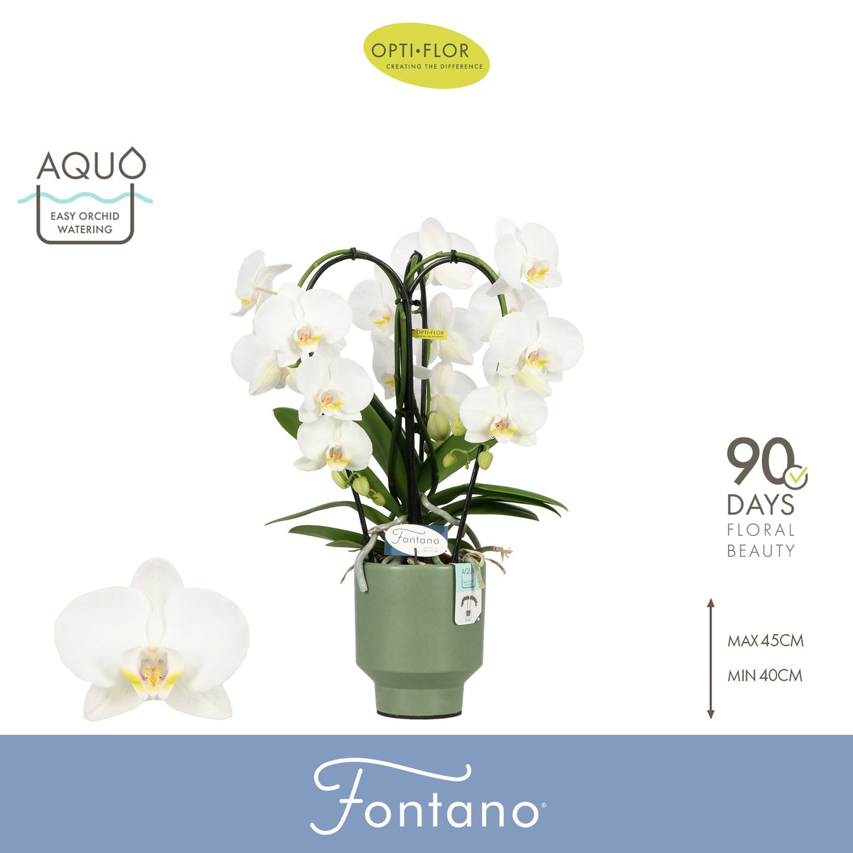 Phalaenopsis Fontano Bellagio 50cm 12cm Pot