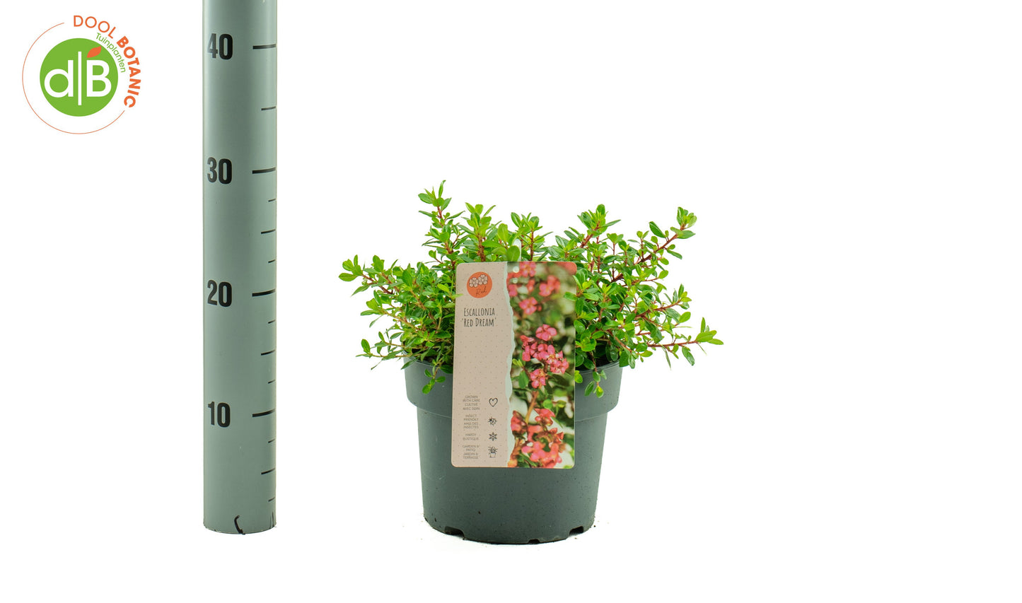 Dool Botanic Escallonia Red Dream Pack of 1
