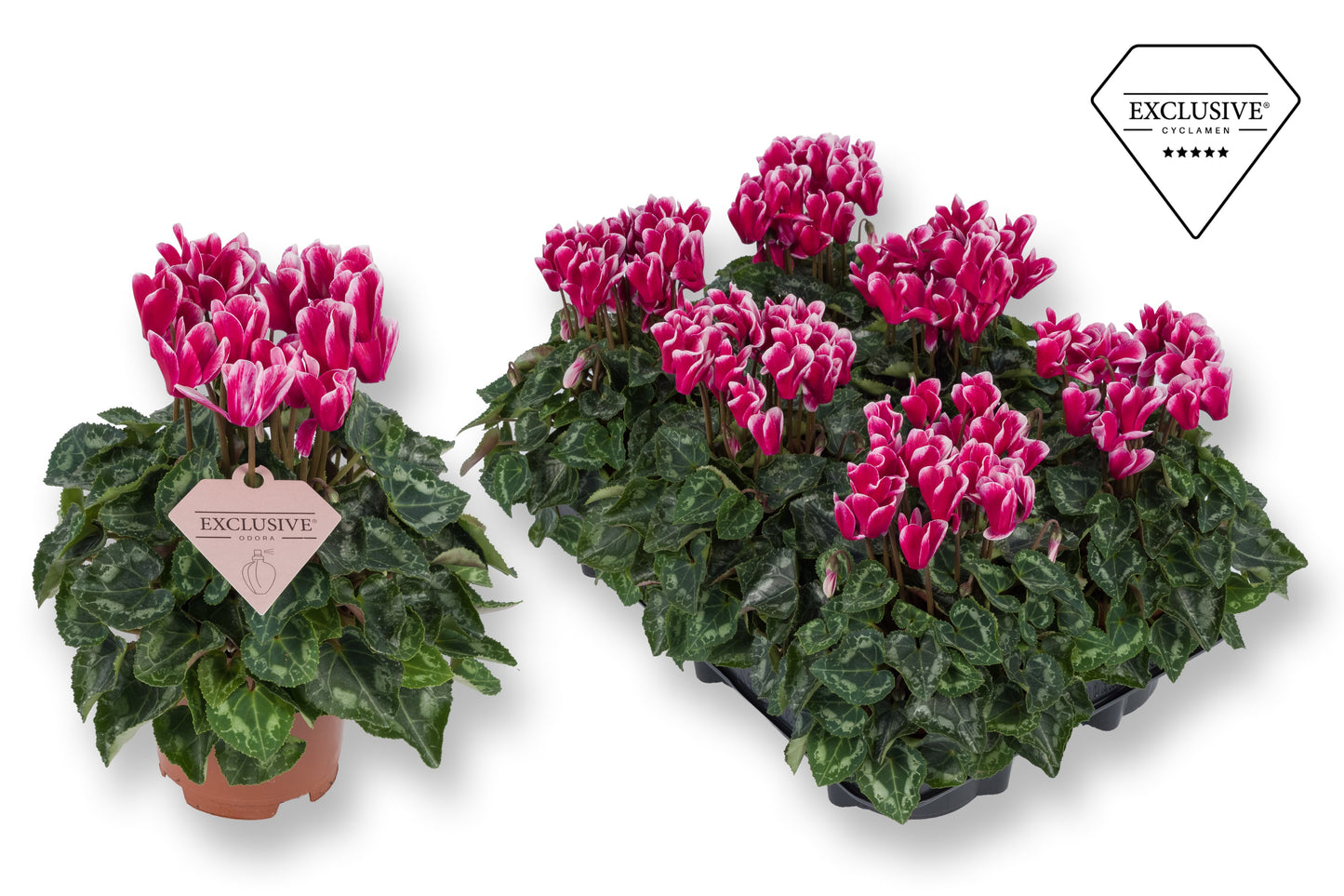 Bergcamp, kwekerij Cyclamen Odora Neon Flamed Pack of 8