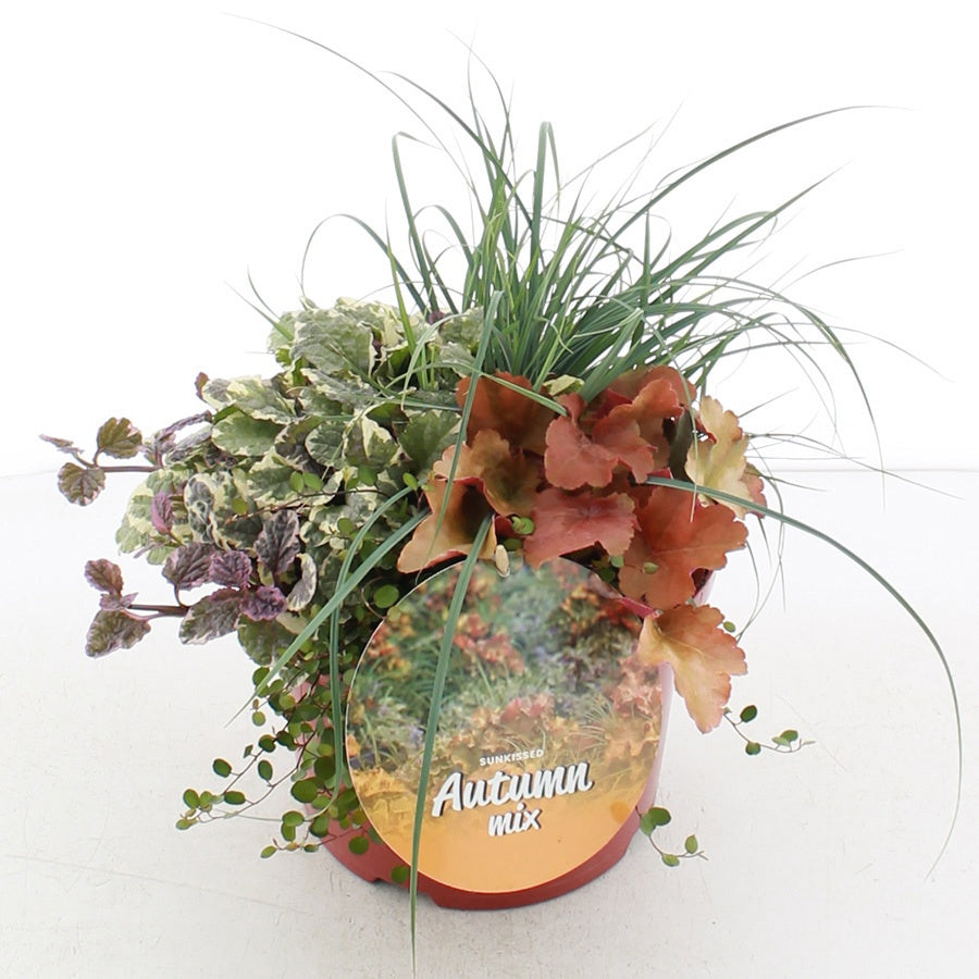 Shrubs mix 35cm 23cm Pot