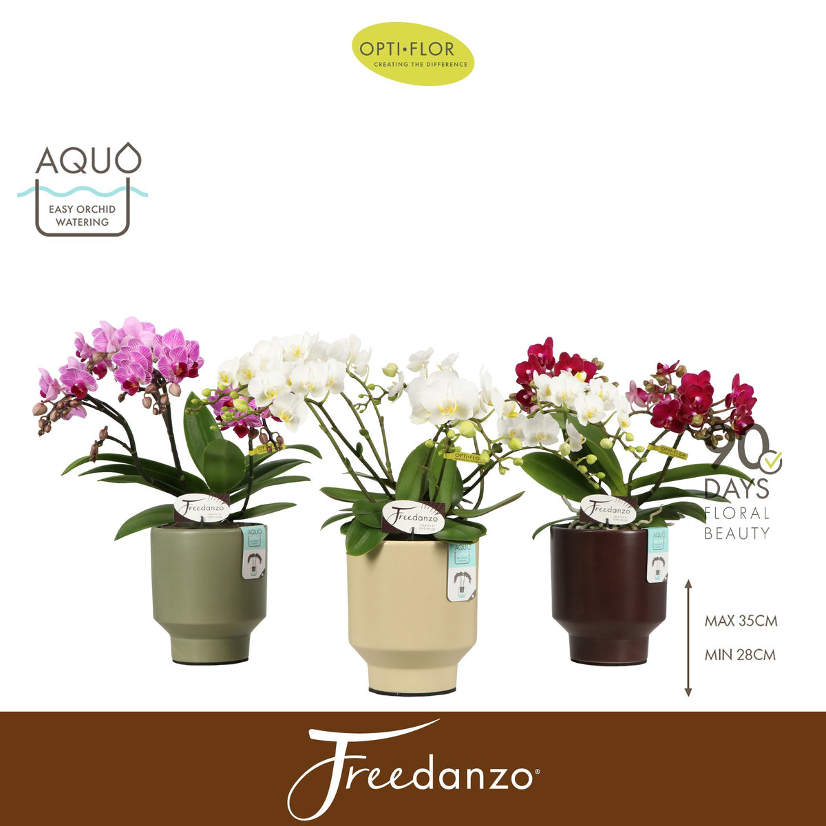 Phalaenopsis mix 40cm 12cm Pot
