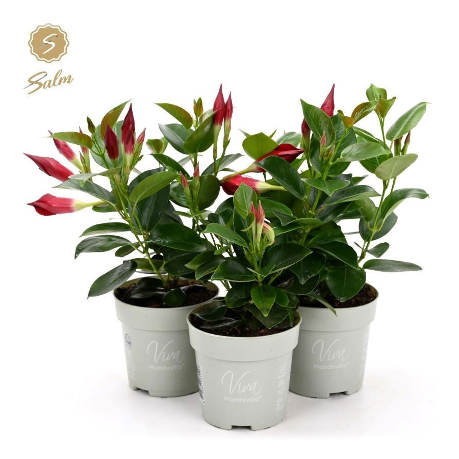 Mandevilla Rio Petite Red 28cm 10cm Pot
