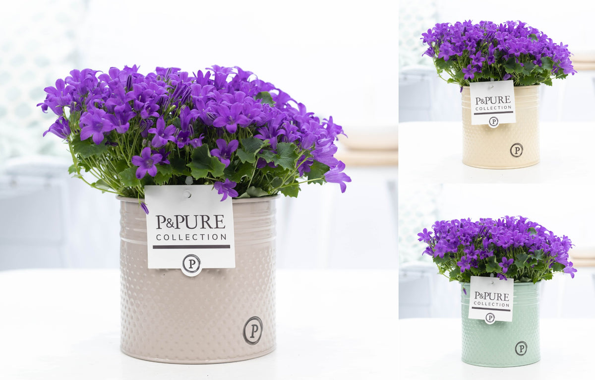 Campanula Porto 22cm 14cm Pot