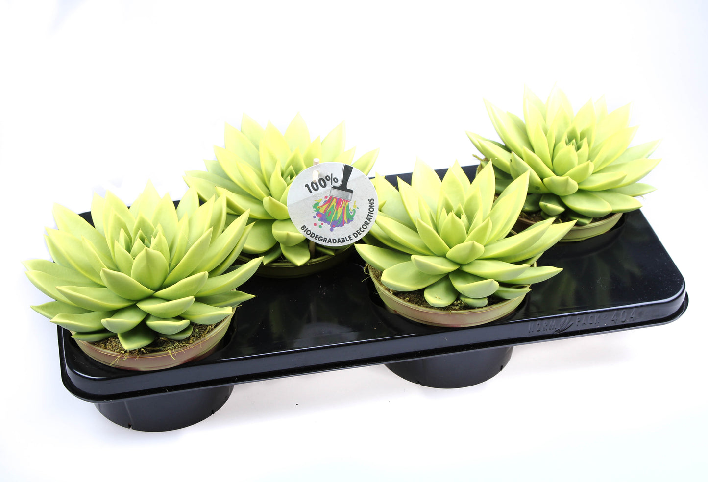 Rainbow yellow 20cm 15cm Pot